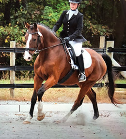 Dartanian Lesson Horse