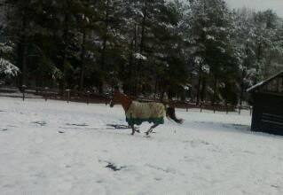 Sasha in the snow